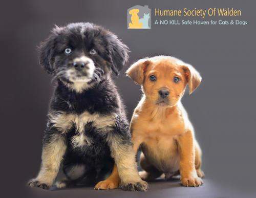 joplin humane society puppies