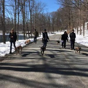 A Walk in the Park Dog Walk