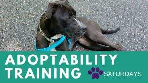 Adoptability Training @ The Humane Society of Walden | Walden | New York | United States