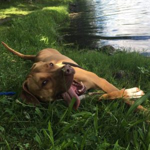 PetSmart Middletown - National Adoption Weekend