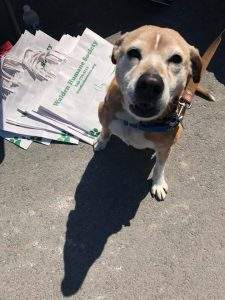 Goosepond Animal Hospital's Adopt-A-Pet Day @ Goosepond Animal Hospital