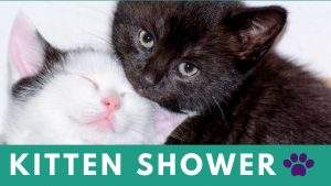 Kitten Shower @ Humane Society of Walden NY | Walden | New York | United States