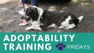 Adoptability Training - Fridays @ Humane Society of Walden NY | Walden | NY | United States