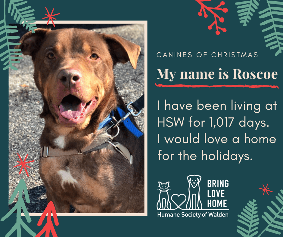 12 Days until Christmas – Roscoe