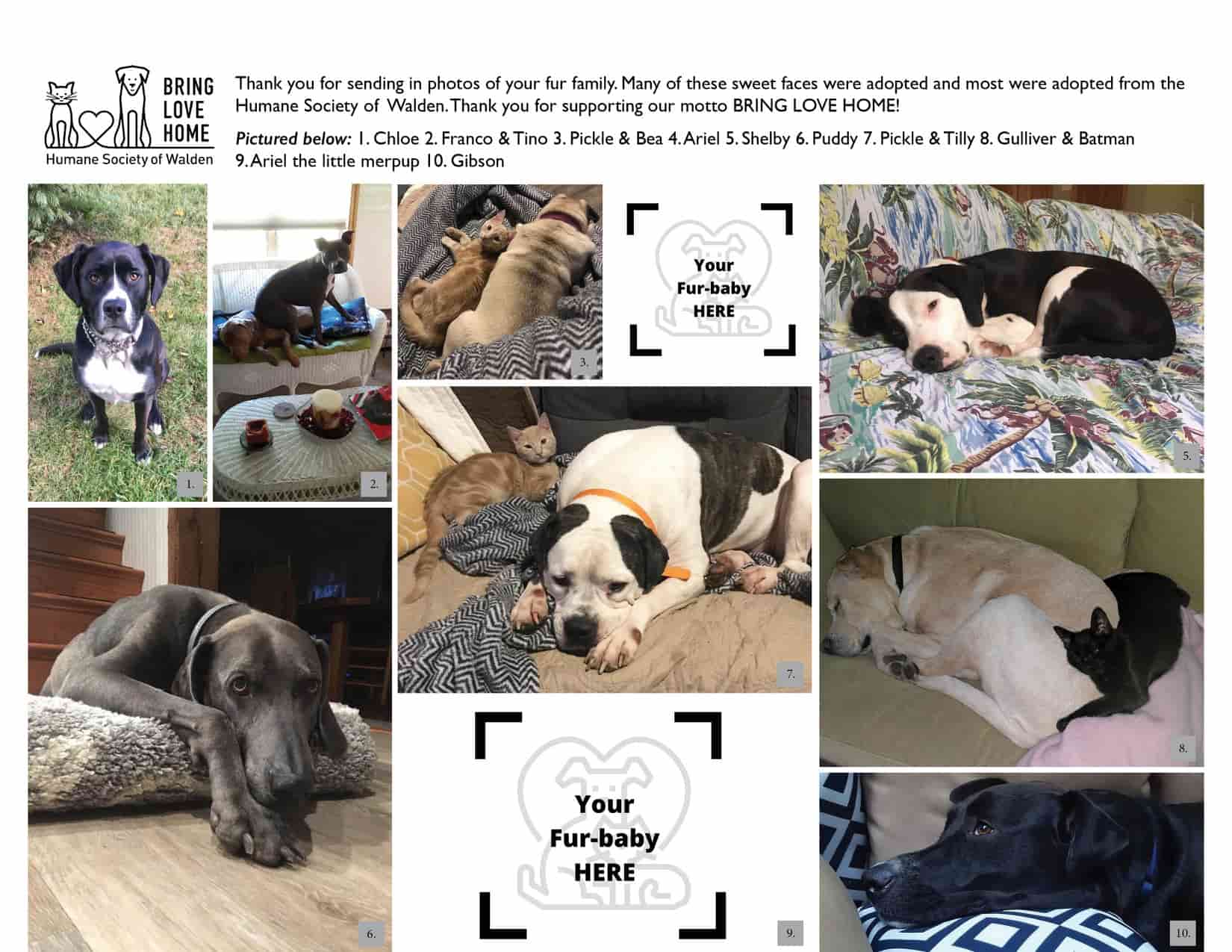 2021 Humane Society of Walden Calendar