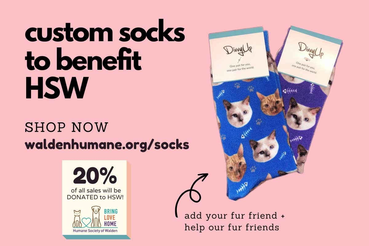 Custom socks graphic with cats on the socks