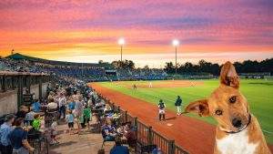 Bark in the Park