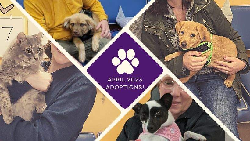 We had some pretty amazing adoptions in April!
