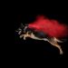 Powder Dog Photo fundraiser to benefit Humane Society of Walden
