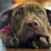 Humane Society of Walden Launches Capital Campaign to Renovate 50-Year-Old Shelter and Meet New NYS Standards