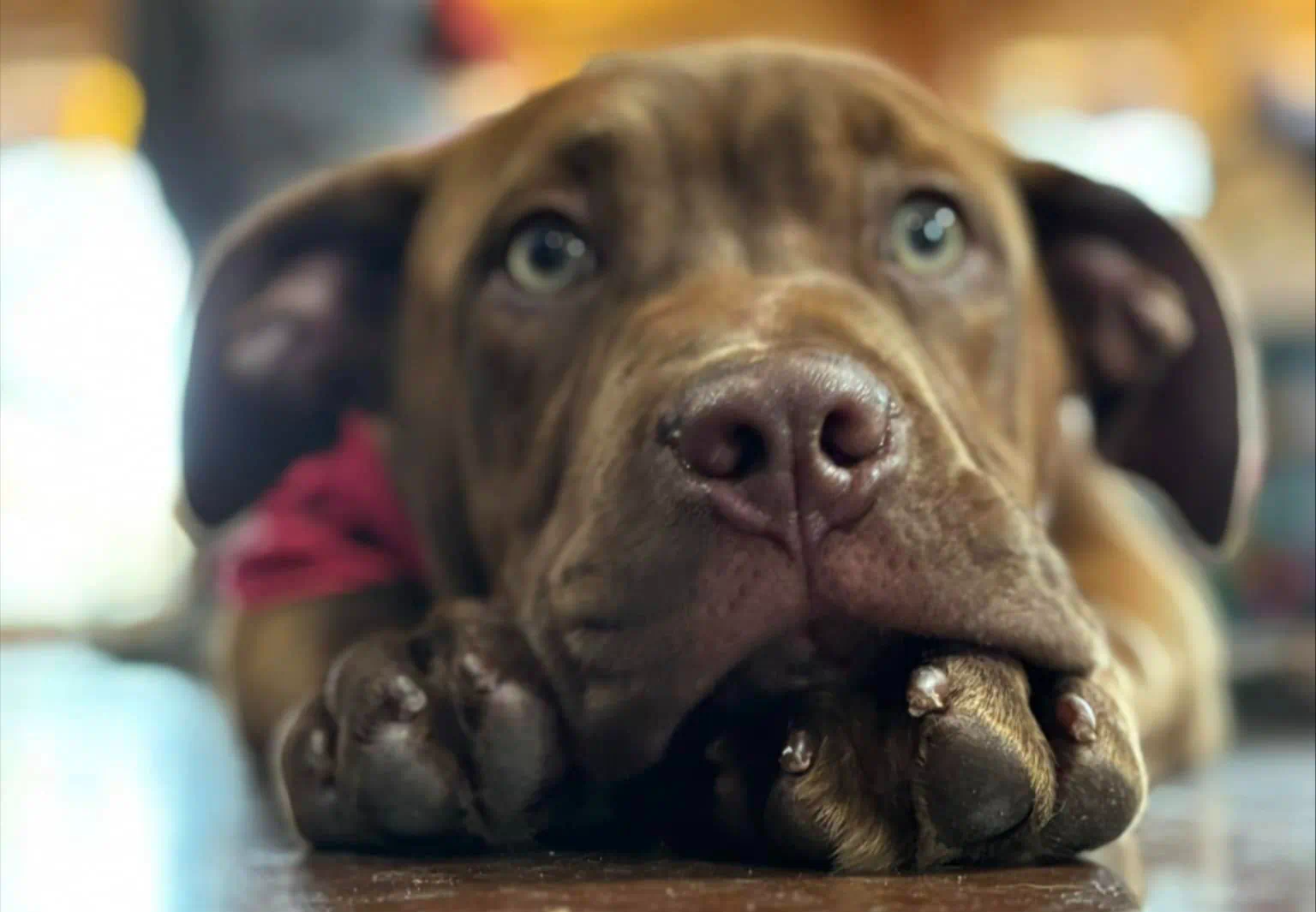 Humane Society of Walden Launches Capital Campaign to Renovate 50-Year-Old Shelter and Meet New NYS Standards