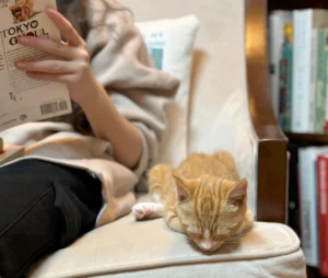 Kitten Cafe Pop-up @ Blue Fox Books @ Blue Fox Books